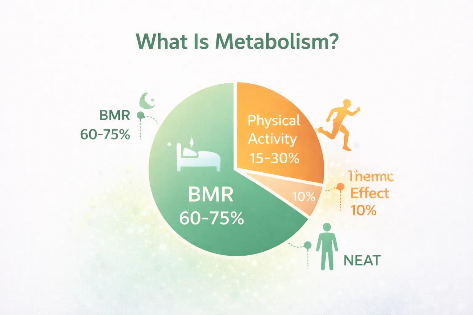 Infographic showing metabolism breakdown: BMR 60-75%, Physical Activity 15-30%, Thermic Effect 10%, and NEAT