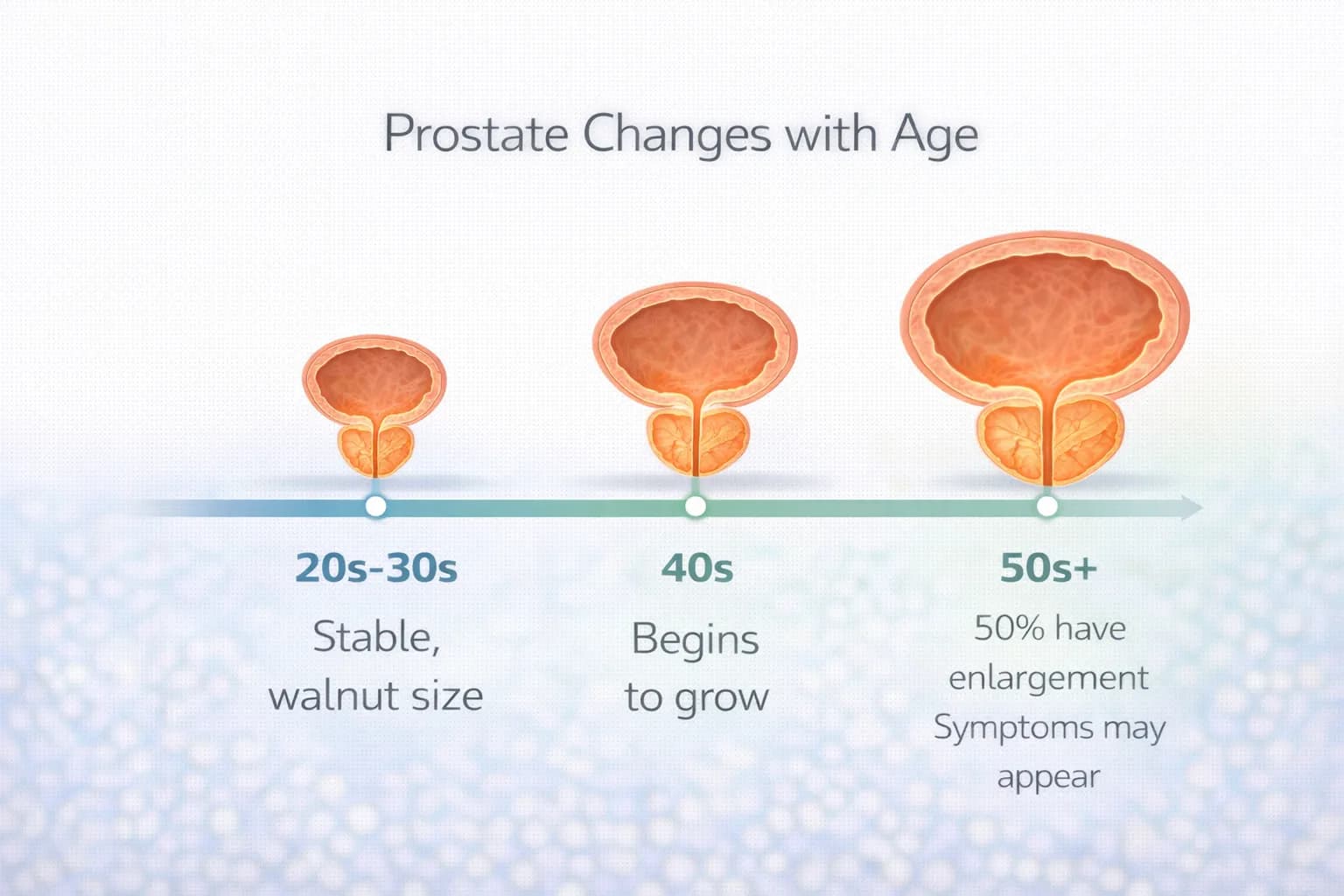 Infographic showing how the prostate changes by decade from 20s to 80s
